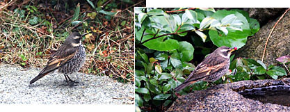 �c�O�~�̎ʐ^