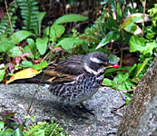 �c�O�~�̎ʐ^