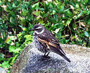 �c�O�~�̎ʐ^