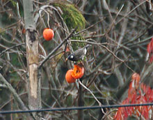 ���N�h��