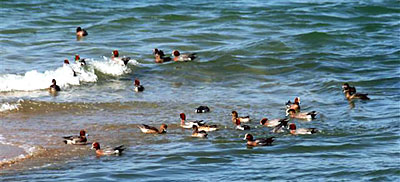 ���̌Q��̎ʐ^