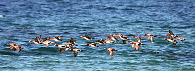 ���̌Q��̎ʐ^