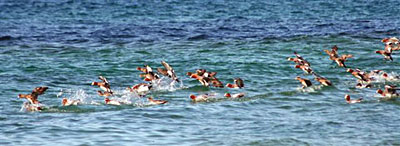 ���̌Q��̎ʐ^