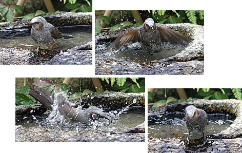 �q���h���̉摜