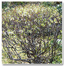 �h�E�_���c�c�W�̎ʐ^