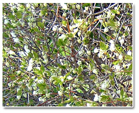 �h�E�_���c�c�W�̎ʐ^