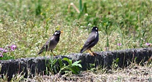 ���N�h��