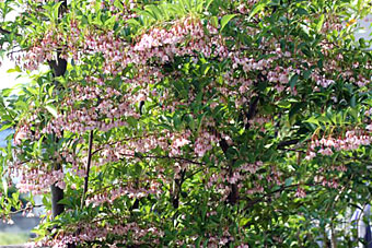 �G�S�m�L�̎ʐ^