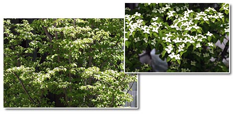 ���}�{�E�V�̎ʐ^