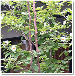 �i�c�c�o�L