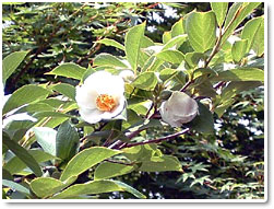 �i�c�c�o�L