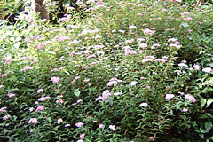 �V���c�P�̉摜