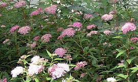 �V���c�P�̉摜