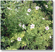 ��g���N�Q