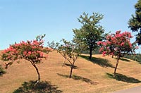 �T���X�x��