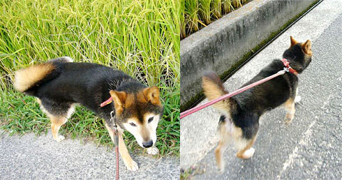 �U�����̃_��