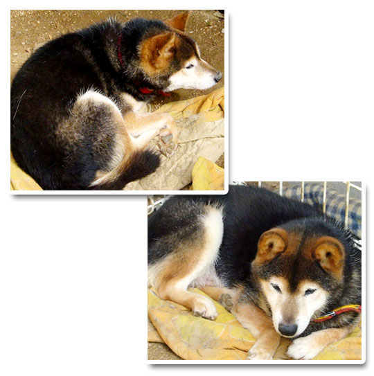 �_���̒��Q