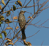 �q���h��