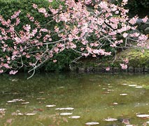 ��������̍�