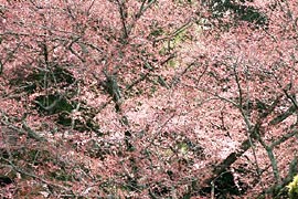 ��������̍�