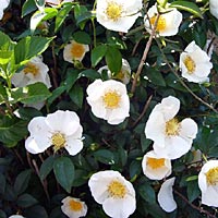 �����o���̎ʐ^