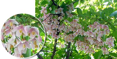 �G�S�̖؁i�s���N�j