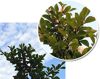 �ăc�o�L�̎ʐ^