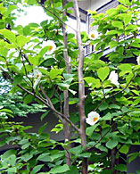 �ăc�o�L�̎ʐ^