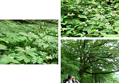 �M���o�C�\�E�i���j�A
�W���E���N�i�E��j�A���}�{�E�V�̋��؁i�E���j