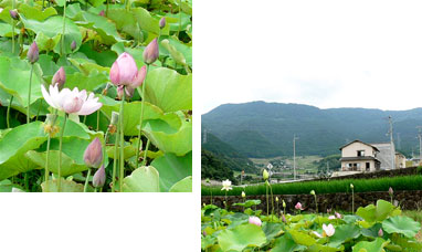 �n�X�i���j�ƃn�X������]�ގM����i�E�j