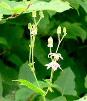 �z�g�g�M�X