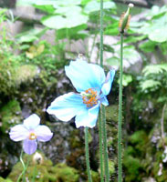 ���R�m�v�V�X