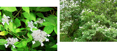 ���}�A�W�T�C�i���j�ƃm���E�c�M�i�E�j