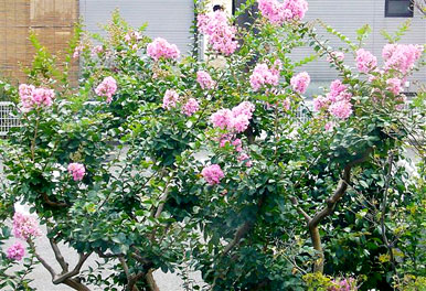 �T���X�x��