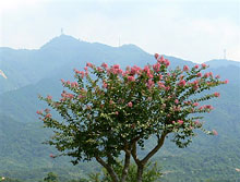 �T���X�x��