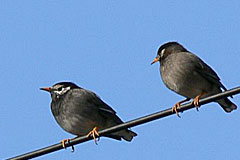 ���N�h��