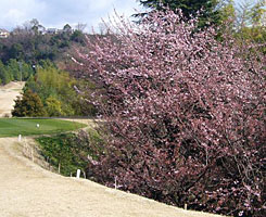 ����̍��Q