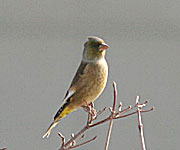 �J�����q���P