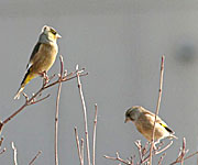 �J�����q���Q