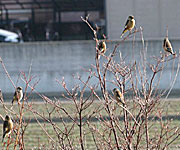 �J�����q���R