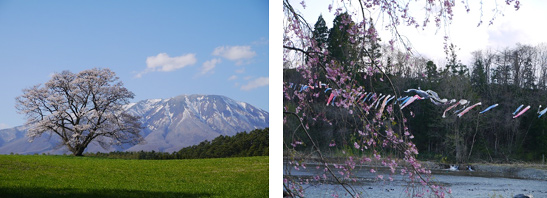 一本桜・鯉のぼり