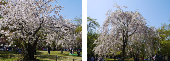 弘前城の桜