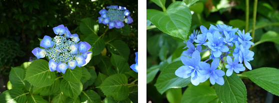 紫陽花