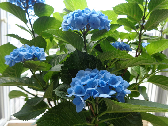紫陽花