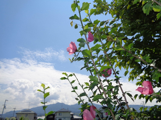 紅木槿の花