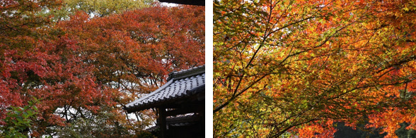 西山興隆寺のモミジ