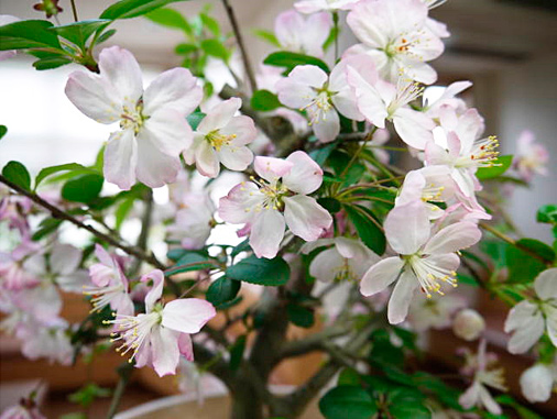 さくらの花