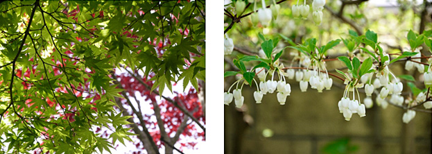 新緑のもみじと庭木の花
