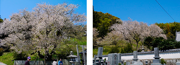 菊間町の掌禅寺の「金龍桜」