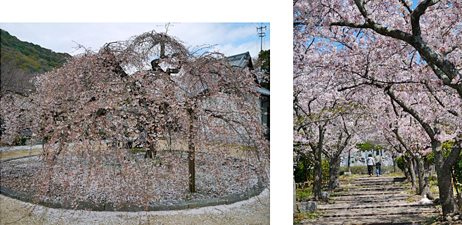大きな枝垂れ桜と綺麗な桜並木